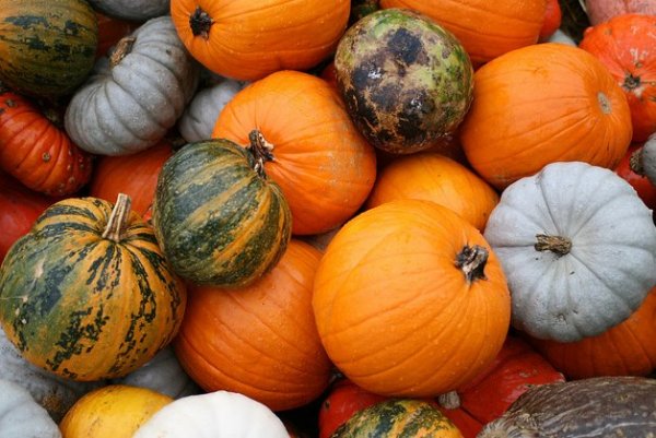 pumpkins-flickr-photo-sharing