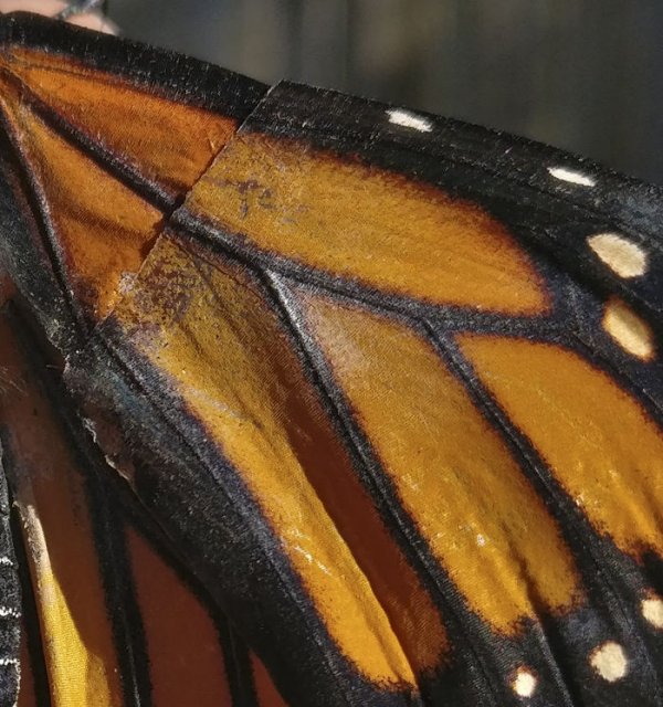 monarch-butterfly-wing-transplantation-2-5a57134349d6a-700