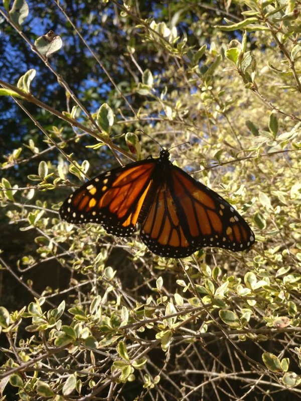 monarch-butterfly-wing-transplantation-4-5a57134999801-700