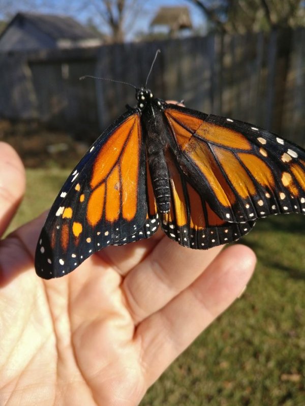 monarch-butterfly-wing-transplantation-5-5a57134e116ff-700