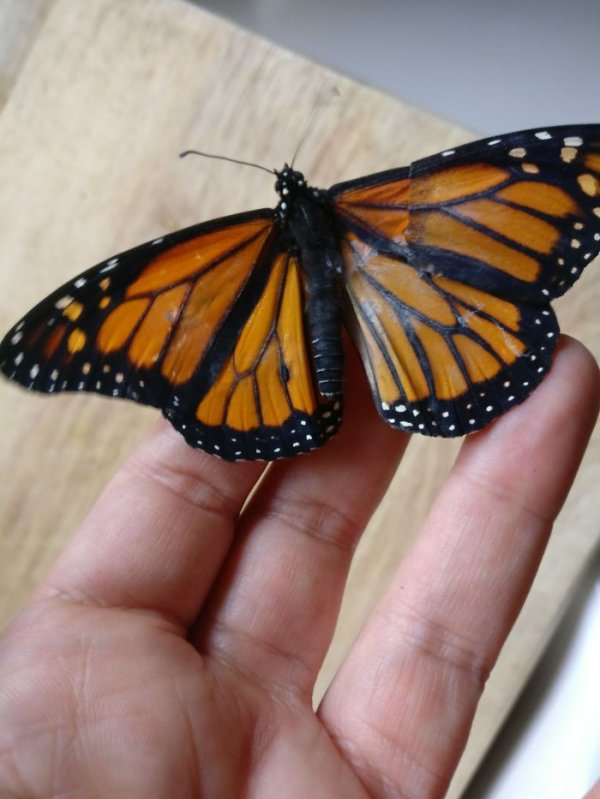 monarch-butterfly-wing-transplantation-6-5a5713532cad9-700