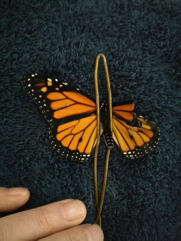 monarch-butterfly-wing-transplantation-7-5a5713568b852-700