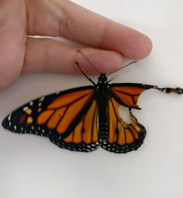 monarch-butterfly-wing-transplantation-9-5a57135d35fbd-700