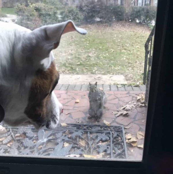 squirrel-glass-door-1068x1070
