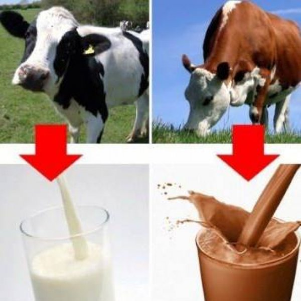 braon-krave-daju-cokoladno-mleko-5