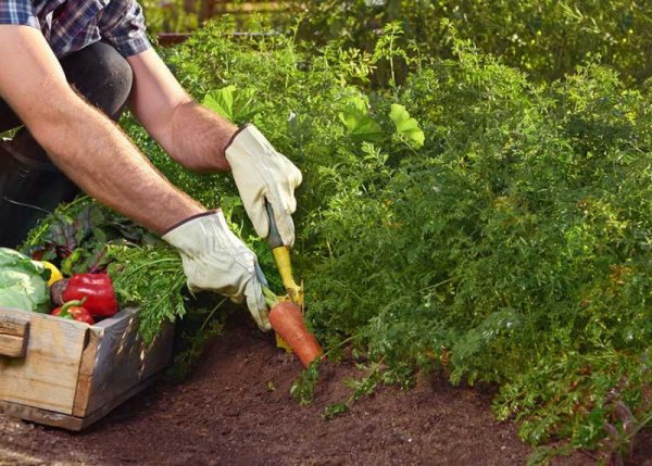 how-to-start-your-first-vegetable-garden-and-grow-your-own-vegetables