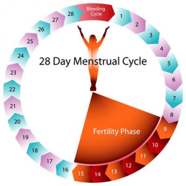 menstruacija-plodnost