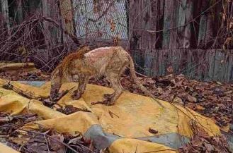 Novi / Jutarnji.hr / Životinja u zološkom vrtu