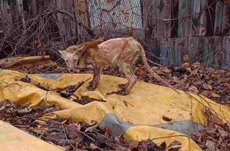 Novi / Jutarnji.hr / Životinja u zološkom vrtu