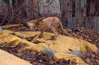 Novi / Jutarnji.hr / Životinja u zološkom vrtu