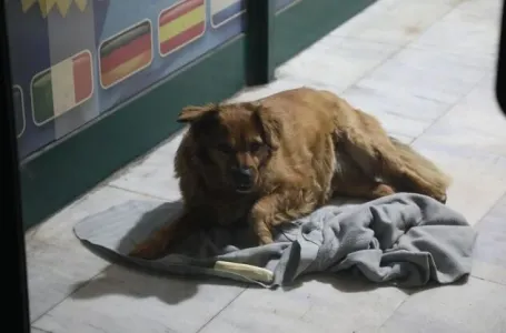 Telegraf.rs / Pas ubijene Tuzlanke ne odlazi ispred kafića gdje se sinoć desio stravičan zločin