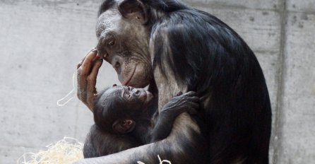 Naučnici dokazali da majmuni i trogodišnja djeca razmišljaju na isti način