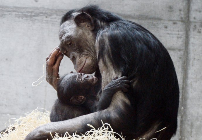 Naučnici dokazali da majmuni i trogodišnja djeca razmišljaju na isti način