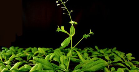 Biljke osjećaju kada ih jedemo?