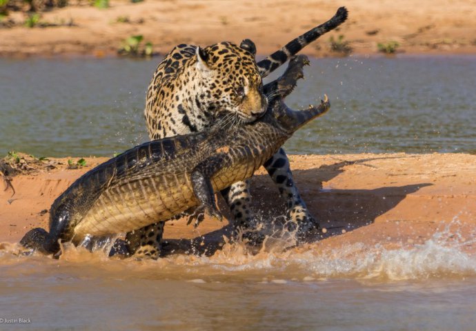 Borba geparda i krokodila