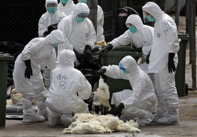 Zbog ptičjeg gripa biće uništeno 31.000 ćurki u Njemačkoj
