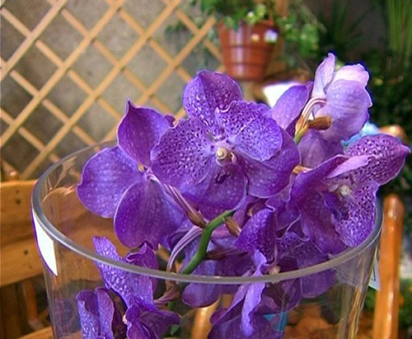 ljubicasta-orhideja