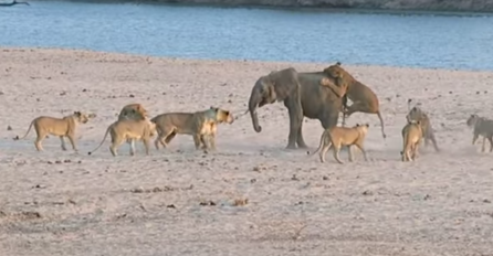 POGLEDAJTE Hrabra beba slona odbila napad 14 gladnih lavova