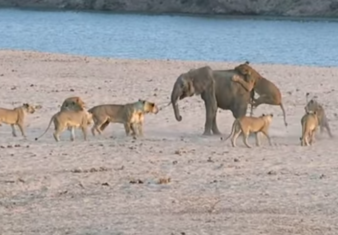POGLEDAJTE Hrabra beba slona odbila napad 14 gladnih lavova