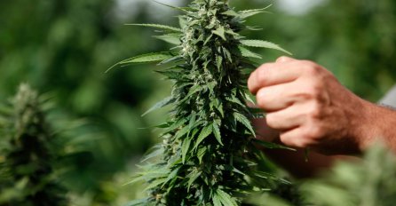 Konzumacija marihuane mijenja mozak