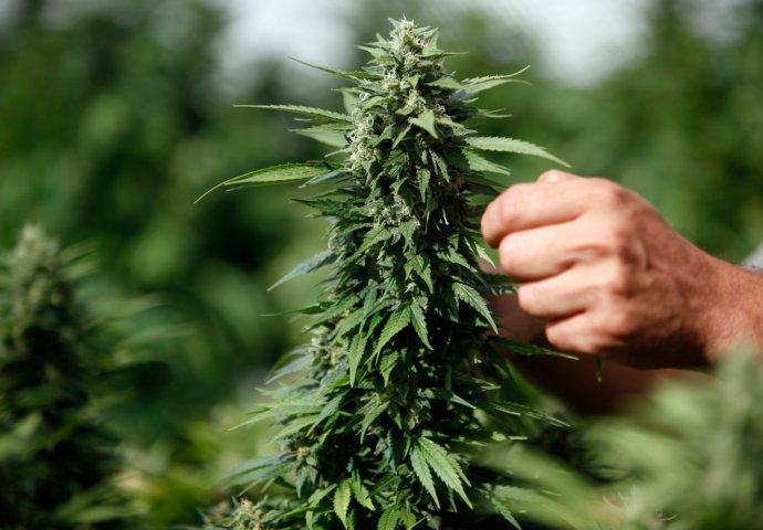 Konzumacija marihuane mijenja mozak