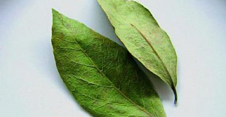 Lijek protiv kašlja - lovorov list!