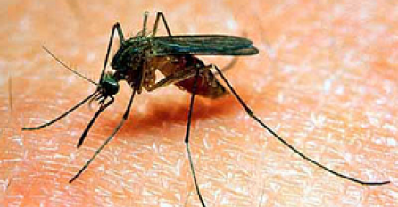 Otkriveno zbog čega komarci obožavaju ljudsku krv