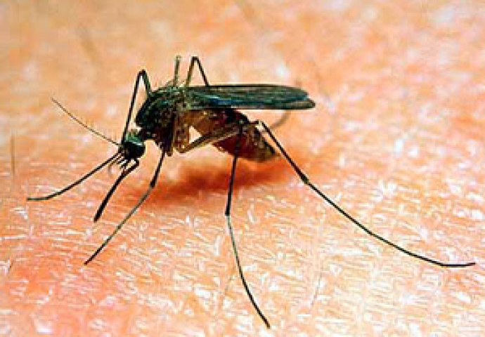 Otkriveno zbog čega komarci obožavaju ljudsku krv