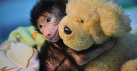 Dirljiva priča malog babuna