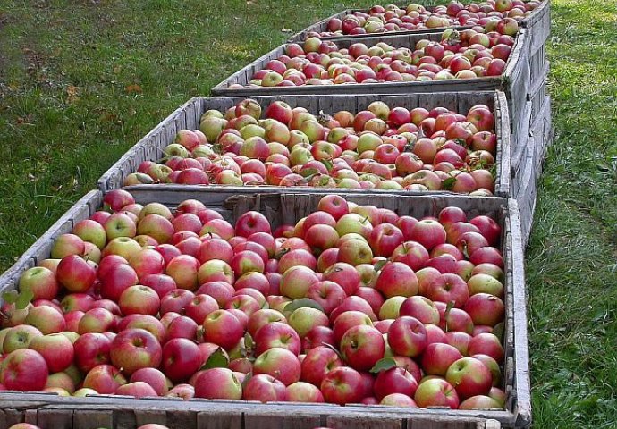 Rusija traži pojašnjenje od BiH: Odakle vam 100 puta više jabuka?