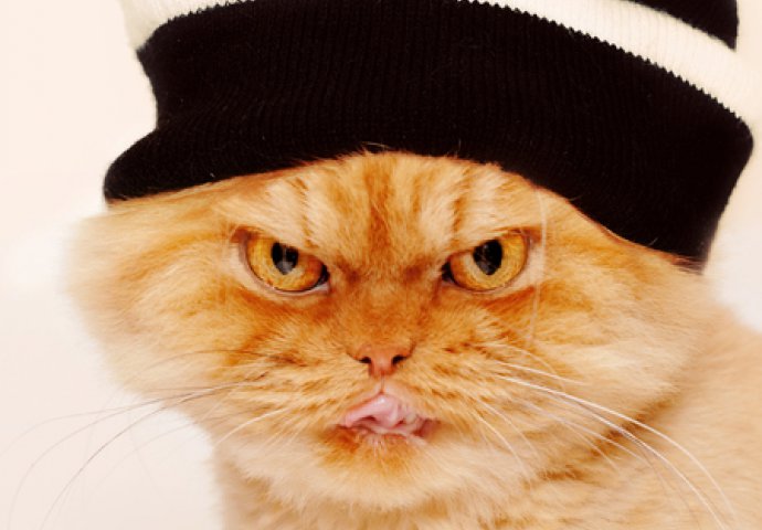 Upoznajte Garfija – najljućeg mačka na internetu