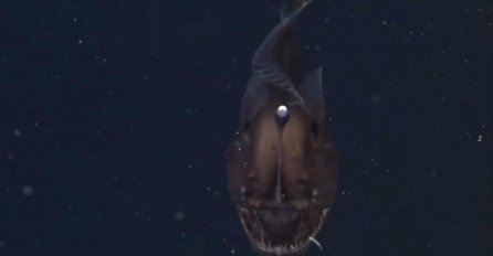 Pogledajte 'čudovište' iz dubina koje tjera strah u kosti