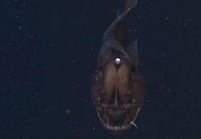 Pogledajte 'čudovište' iz dubina koje tjera strah u kosti