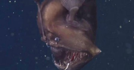 Prvi put u istoriji snimljeno čudovište iz dubina: Crni morski đavo!