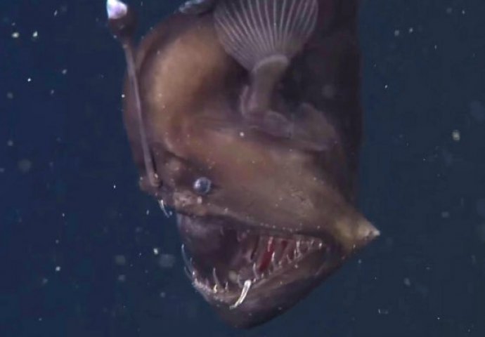 Prvi put u istoriji snimljeno čudovište iz dubina: Crni morski đavo!