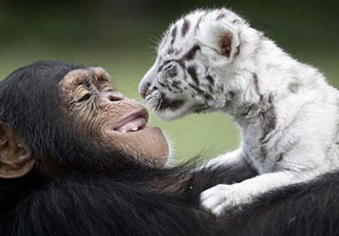 10 neobičnih prijateljstava i ljubavi u životinjskom svijetu