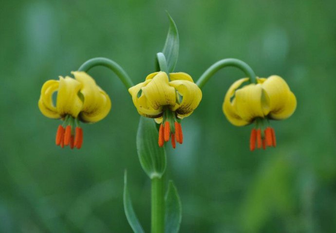 Lilium bosniacum