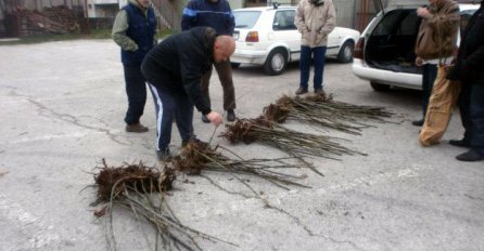 Pčelari sadnjom lipe žele obogatiti pčelinju pašu