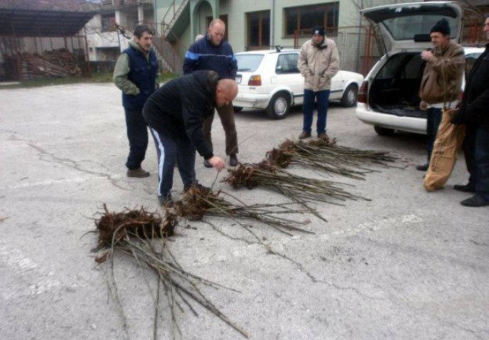 Pčelari sadnjom lipe žele obogatiti pčelinju pašu