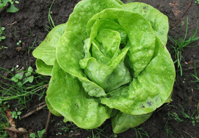 Zelena salata- lijek za nesanicu