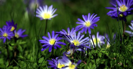 Koje godišnje doba je najdepresivnije?