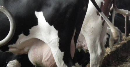 Sarajevo: Krava zaražena brucelozom bit će eutanizirana