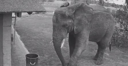 Slon kupio smeće iza ljudi i bacao u kantu