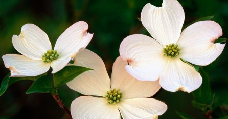 Pogledajte ubrzan snimak rasta cvijeća