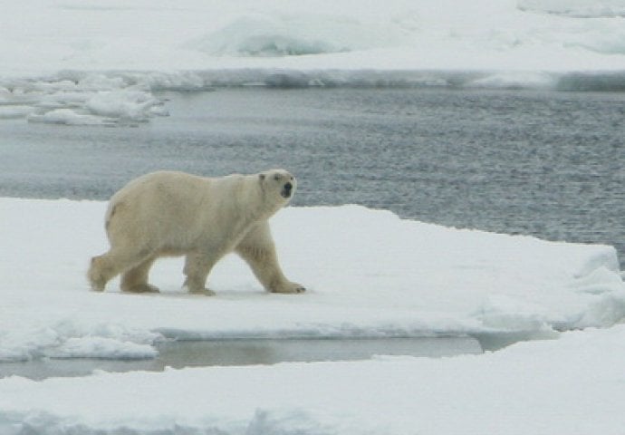 Polarni medvjed napao turistu