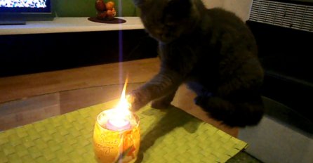 Pogledajte: mačka koja obožava ukus vatre