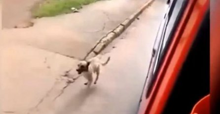 Ovaj je video o malom psu preko noći postao hit na internetu