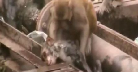 ZAPANJUJUĆE: Majmun spašava svog prijatelja od nadolazećeg vlaka