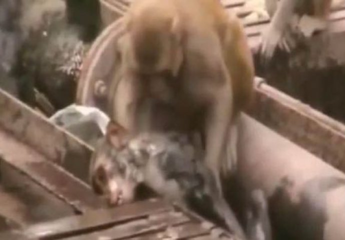 ZAPANJUJUĆE: Majmun spašava svog prijatelja od nadolazećeg vlaka