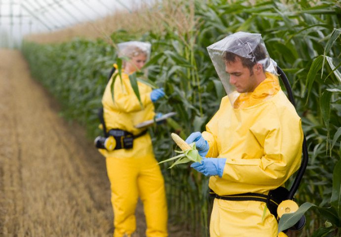 Dvije trećine uzoraka hrane u BiH sadrži GMO